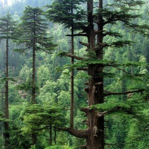 CEDARWOOD HIMALAYAN EO (КЕДР ГИМАЛАЙСКИЙ 100% эфирное масло)