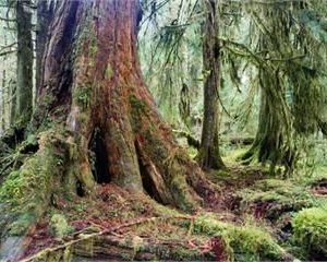 CEDARWOOD TERPENES (Penta) / Кедр терпены