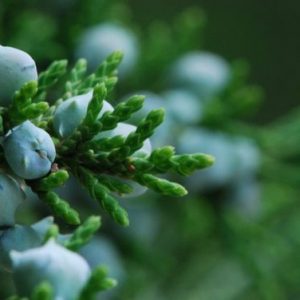 Cedarwood White EO (IFF) / Белый кедр 100% эфирное масло