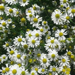 Chamomile Blue EO / Ромашка голубая (100% эфирное масло)