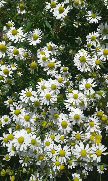 Chamomile Blue EO / Ромашка голубая (100% эфирное масло)