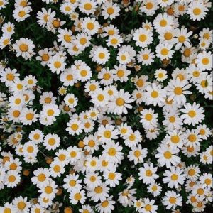 Chamomile EO / Ромашка римская 100% эфирное масло (IFF)