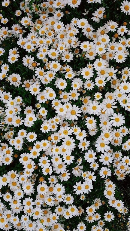 Chamomile EO / Ромашка римская 100% эфирное масло (IFF)