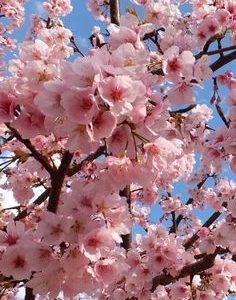 CHERRY BLOSSOM PERFUME OIL (CND) / ВИШНЕВЫЙ ЦВЕТ ПАРФЮМЕРНЫЙ КОНЦЕНТРАТ