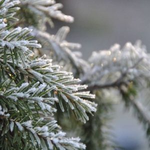 Chrismas tree PERFUME OIL (CND) / Рождественская ель ПАРФЮМЕРНЫЙ КОНЦЕНТРАТ