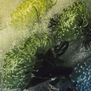 Chrysantemum oxide (PEME) / Хризантема оксид