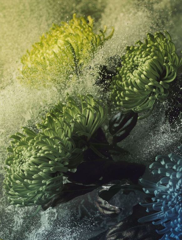 Chrysantemum oxide (PEME) / Хризантема оксид