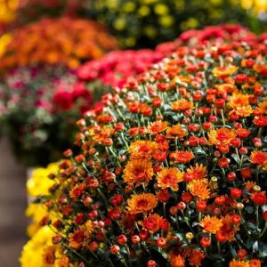 CHRYSANTHEME 600144 (Хризантем) Symrise