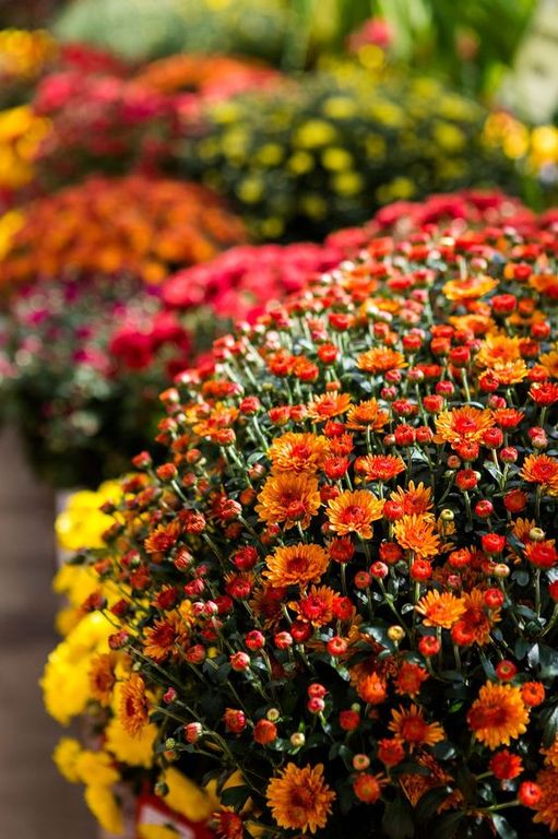CHRYSANTHEME 600144 (Хризантем) Symrise
