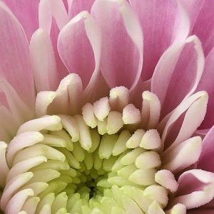 Chrysanthemum absolute 25% (Хризантема абсолют)