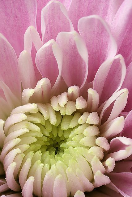 Chrysanthemum absolute 25% (Хризантема абсолют)
