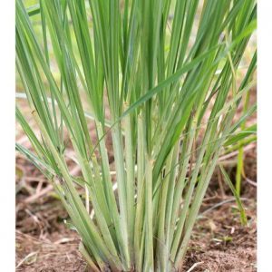 Citronella Java EO (Цитронелла Ява 100% эфирное масло)