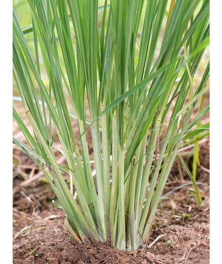 Citronella Java EO (Цитронелла Ява 100% эфирное масло)
