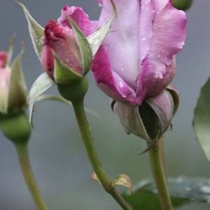 Citronellol Coeur (IFF) / Цитронеллол