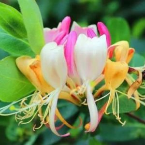 Citronellyl Propionate (IFF) / Цитронеллил пропионат