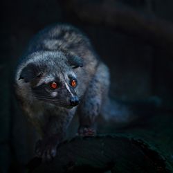Civet Essence / Цивет эссенция