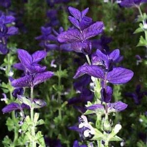 CLARY SAGE ABSOLUTE (Шалфей мускатный абсолют)