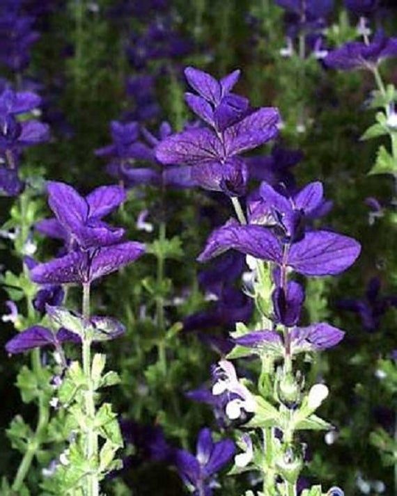 CLARY SAGE ABSOLUTE (Шалфей мускатный абсолют)