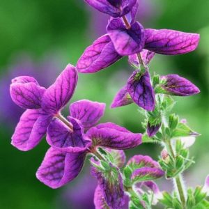 CLARY SAGE EO FRANCE (Шалфей 100% эфирное масло)