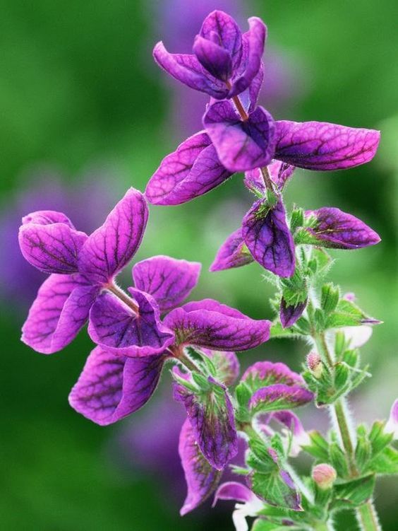 CLARY SAGE EO FRANCE (Шалфей 100% эфирное масло)