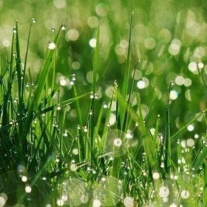 Clear Green grass base (PFW) / Зеленая трава база