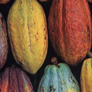 Cocoa Essence (Natural) / Какао эссенция