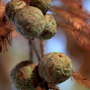 Coniferan (IFF) / Кониферан