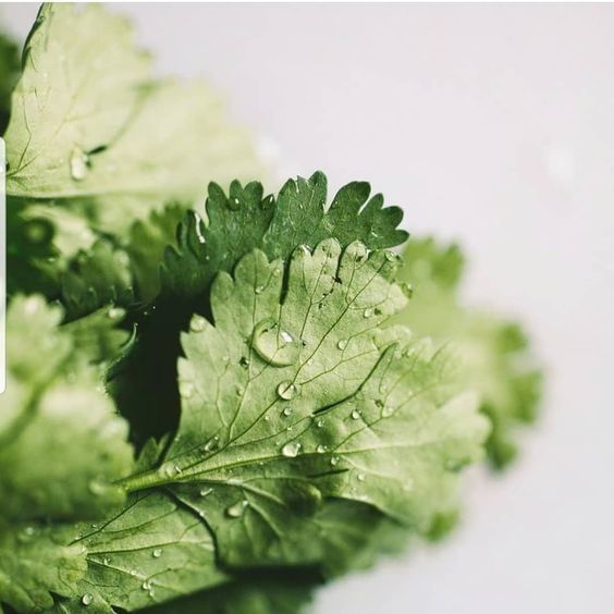 Coriander EO / Кориандр 100% эфирное масло