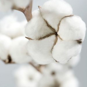 COTTON PERFUME OIL (CND) / ХЛОПОК ПАРФЮМЕРНЫЙ КОНЦЕНТРАТ