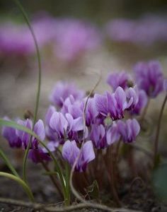 CYCLAMEN 9430 BASE PFW / ЦИКЛАМЕН БАЗА