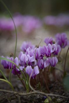 CYCLAMEN 9430 BASE PFW / ЦИКЛАМЕН БАЗА
