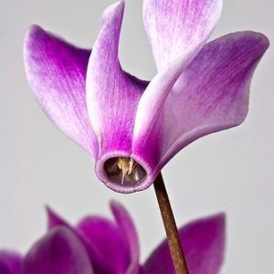 CYCLAMEN ALDEHYDE Extra (Givaudan) / Цикламен альдегид