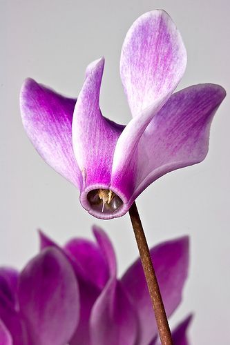 CYCLAMEN ALDEHYDE Extra (Givaudan) / Цикламен альдегид