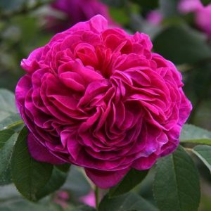 Damascenia 184026 (Firmenich) / Дамасцения