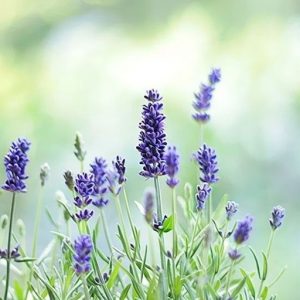 ETHYL LINALOOL / Этил линалоол