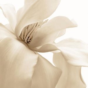 Ethylene Brassylate / Этилен брассилат