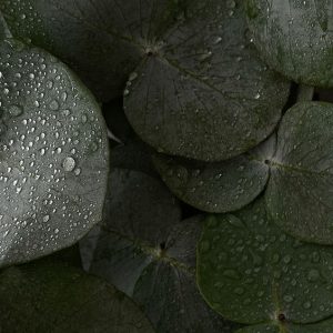 Eucalyptol (Vigon) / Эвкалиптол
