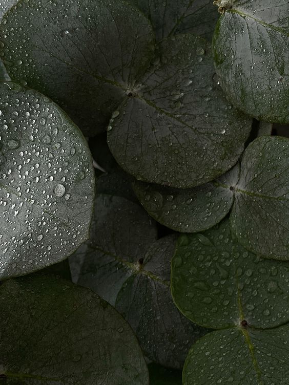 Eucalyptol (Vigon) / Эвкалиптол