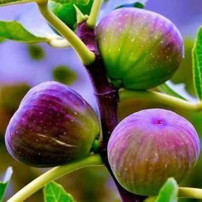 FIG TREE PERFUME OIL (CND) / ИНЖИР ПАРФЮМЕРНЫЙ КОНЦЕНТРАТ