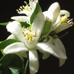 Fleur Oranger Abs.066 (Firmenich) / Флердоранж абсолют реконструкция