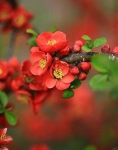 Fleuramone (IFF) / Флерамон