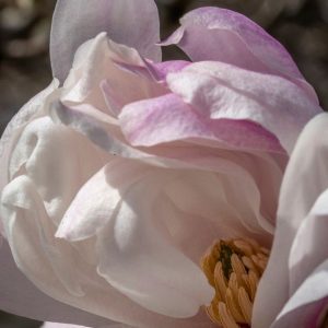 FLORAL SUPER (IFF) / Флораль супер