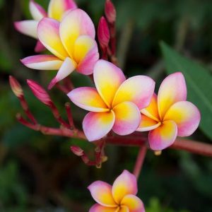 FRANGIPANI 9090 base PFW / Франжипани