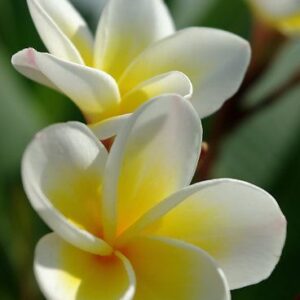 FRANGIPANI (Plumeria Alba) Absolute 50% / Франжипани белый абсолют