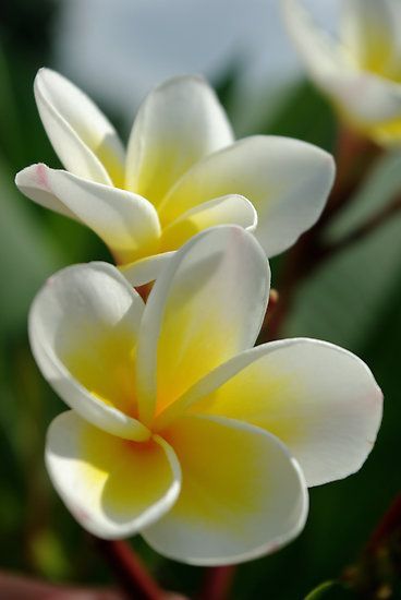 FRANGIPANI (Plumeria Alba) Absolute 50% / Франжипани белый абсолют