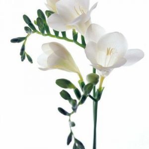 FREESIA 9041 base PFW / Фрезия