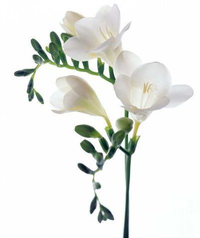 FREESIA 9041 base PFW / Фрезия