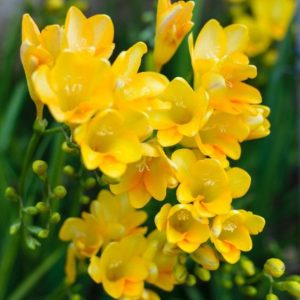 FREESIA PERFUME OIL (S.O.S.) / ФРЕЗИЯ ПАРФЮМЕРНЫЙ КОНЦЕНТРАТ