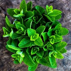 Freskomenthe® (Givaudan) 50% / Фрескоменте