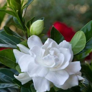 Gardenia BASE KAE